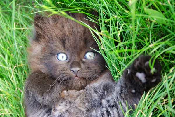 Um gatinho preto está em uma grama — Fotografia de Stock