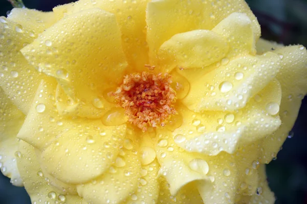 Rose fleurie — Photo