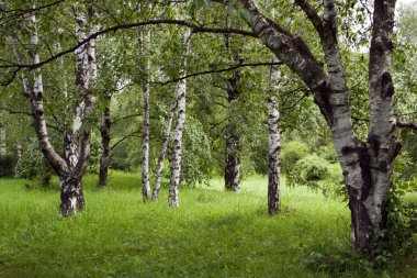 Park peyzaj