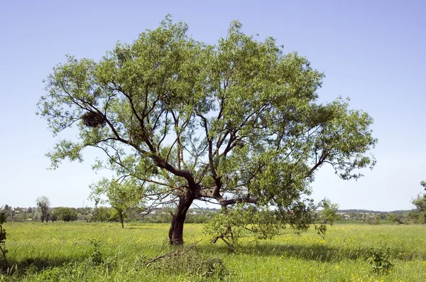 Ein einzelner Baum — Stockfoto