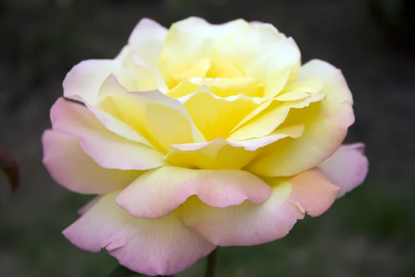 Une rose fleurie est dans un jardin — Photo