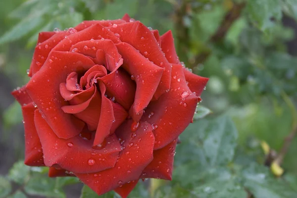 stock image A red rose is in a garden