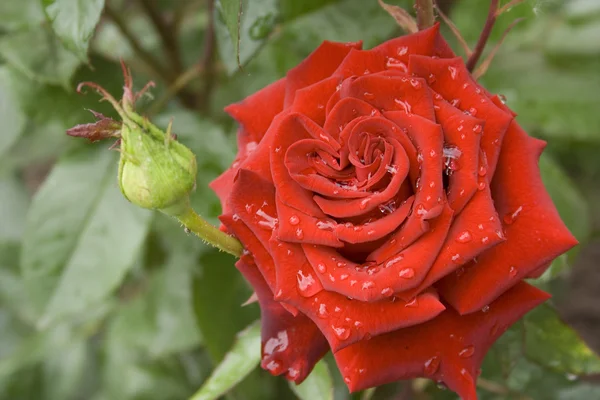 stock image A red rose is in a garden