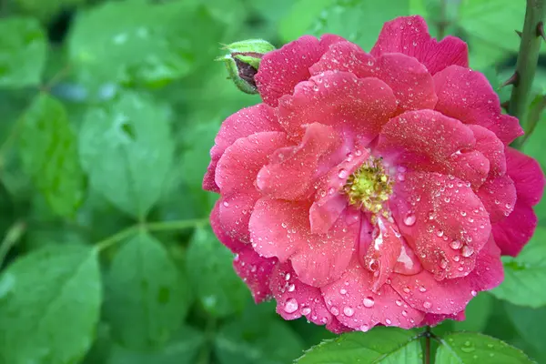 Une rose rouge est dans un jardin — Photo