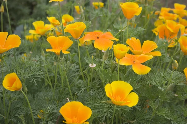 stock image Yellow flowers