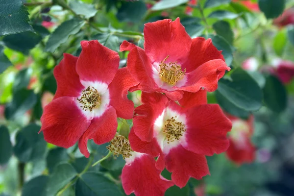 En rød rose er i en have - Stock-foto