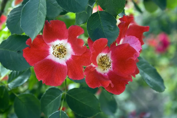 Ένα κόκκινο τριαντάφυλλο που βρίσκεται σε έναν κήπο — Φωτογραφία Αρχείου