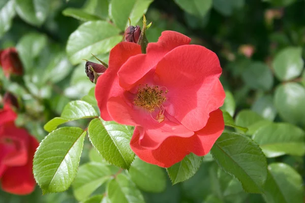 Czerwona róża jest w ogrodzie — Zdjęcie stockowe