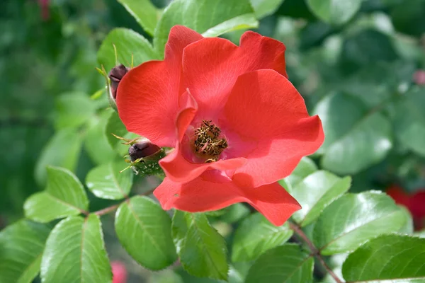 在花园里是一朵红玫瑰 — 图库照片