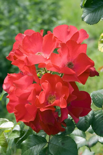 Une rose rouge est dans un jardin — Photo