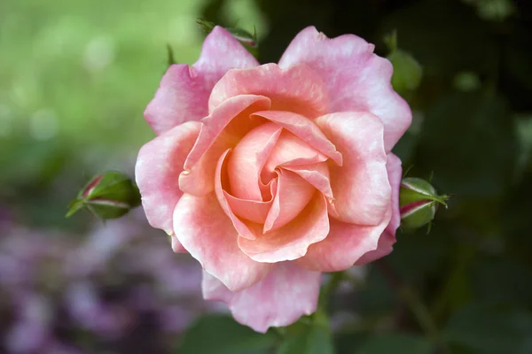 Une rose est dans un jardin sur un parterre de fleurs — Photo