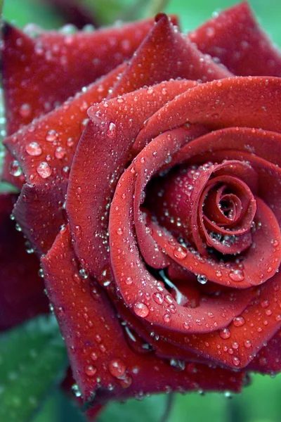 Eine Rose ist rot — Stockfoto