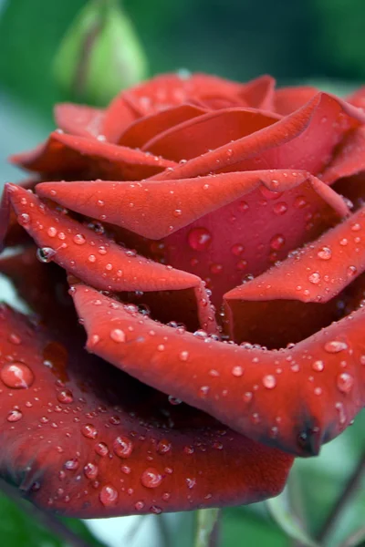 Róża jest czerwony — Zdjęcie stockowe