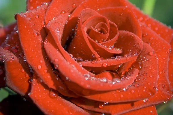 Una rosa è rossa — Foto Stock