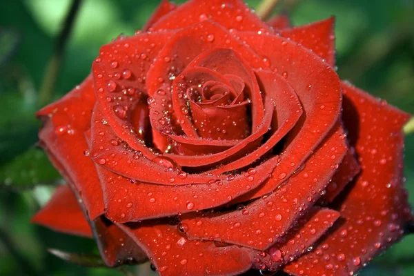 Eine Rose ist rot — Stockfoto