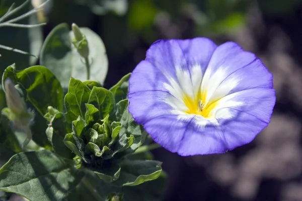 Modré květi — Stock fotografie