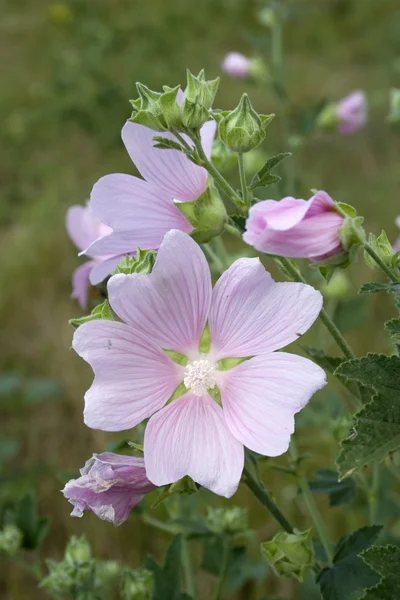 Egy virág a mező — Stock Fotó