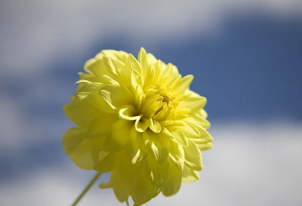 Flowe floração amarela — Fotografia de Stock