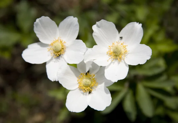 Feld weiße Blüten — Stockfoto