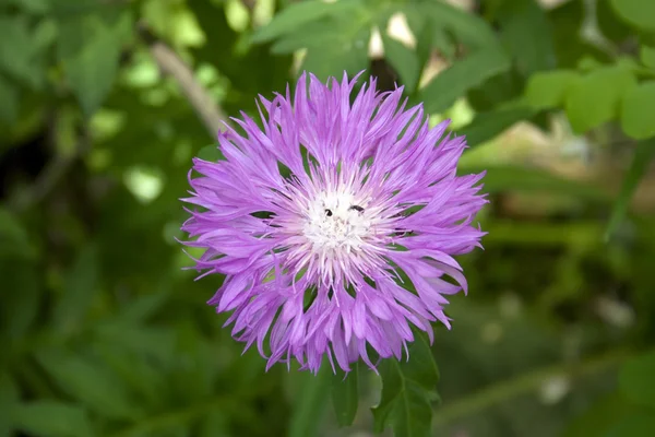 Uma flor — Fotografia de Stock
