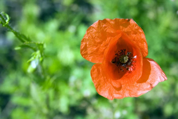 Flowerings poppy — Stock Photo, Image