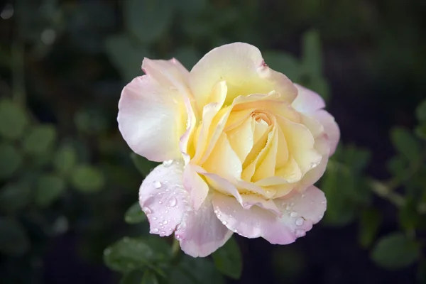 Fleur de rose — Photo