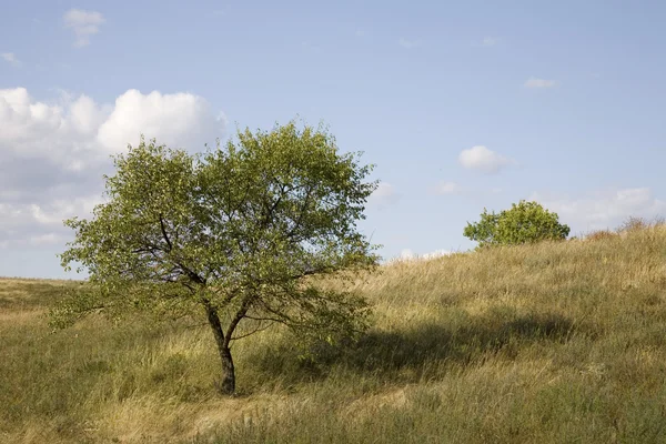 Ser única árvore — Fotografia de Stock