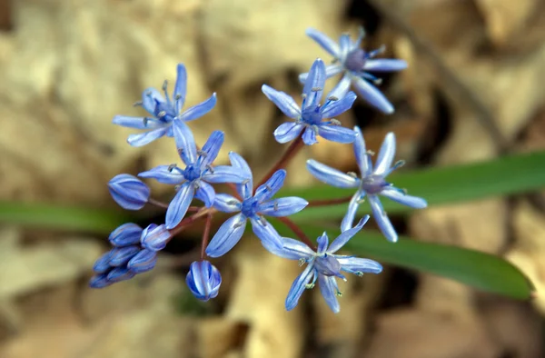 Spring blue flower — Stock Photo, Image