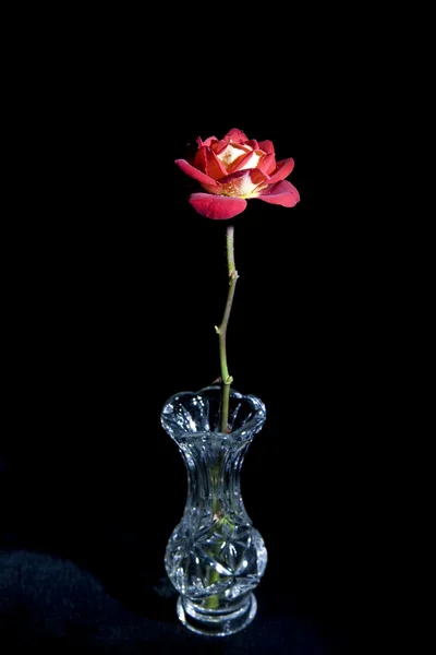 Rose rouge Photo De Stock
