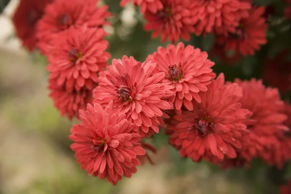 Autumn red flowers — Stock Photo, Image