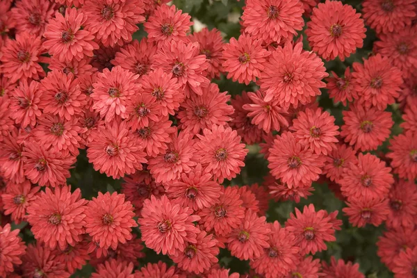Sonbahar kırmızı çiçekler — Stok fotoğraf