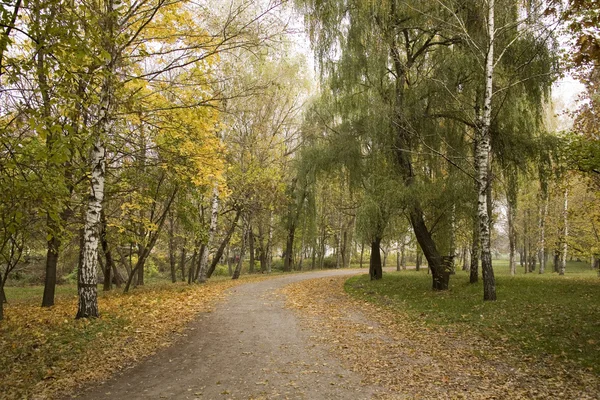 Les sentiers du parc sont couverts de feuilles jaunes — Photo