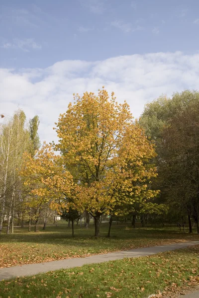 The autumn landscape is in a park in tow — Stock Photo, Image