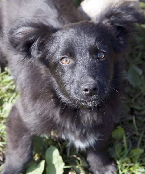 Stock image Dog