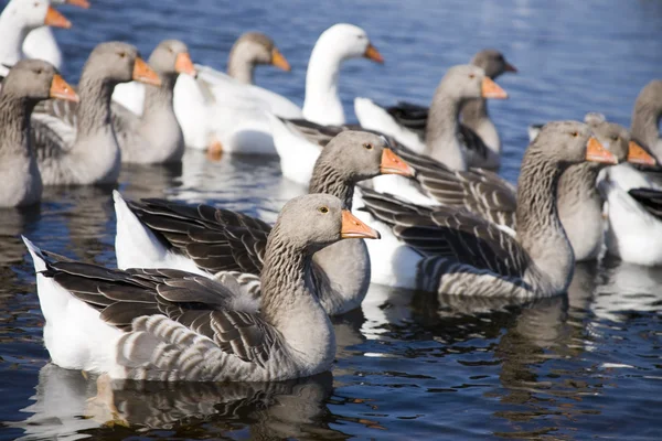 stock image Ducks