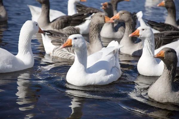 stock image Ducks