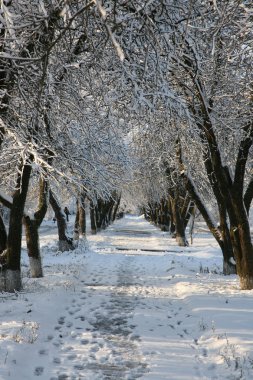 ağaçlar ve kar arasında bir park yolu.