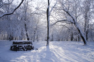 ağaçlar ve kar arasında bir park yolu.