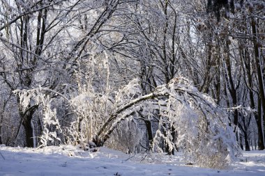 ağaçlar ve kar arasında bir park yolu.