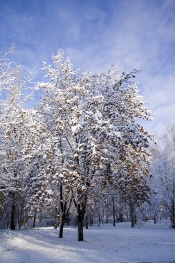 ağaçlar ve kar arasında bir park yolu.