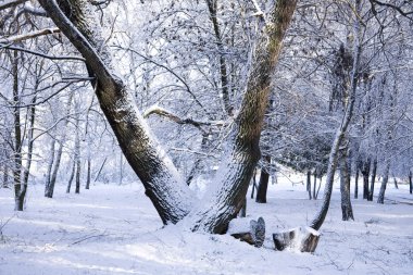 ağaçlar ve kar arasında bir park yolu.