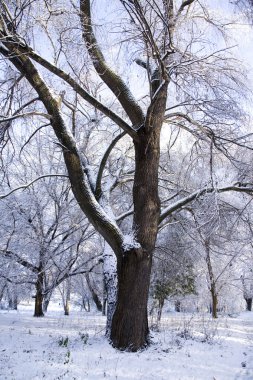 ağaçlar ve kar arasında bir park yolu.