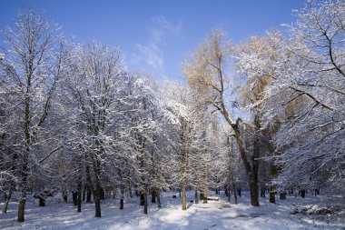 ağaçlar ve kar arasında bir park yolu.