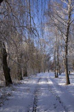 ağaçlar ve kar arasında bir park yolu.