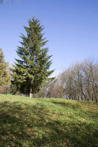 Un árbol está en una colina en un parque . —  Fotos de Stock