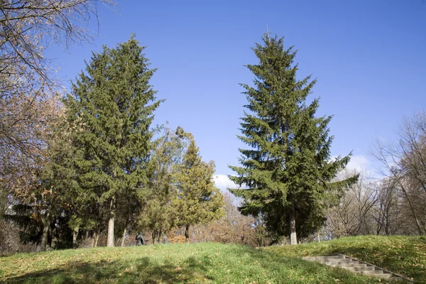 A tree is on a hill in a park. — Stock Photo, Image