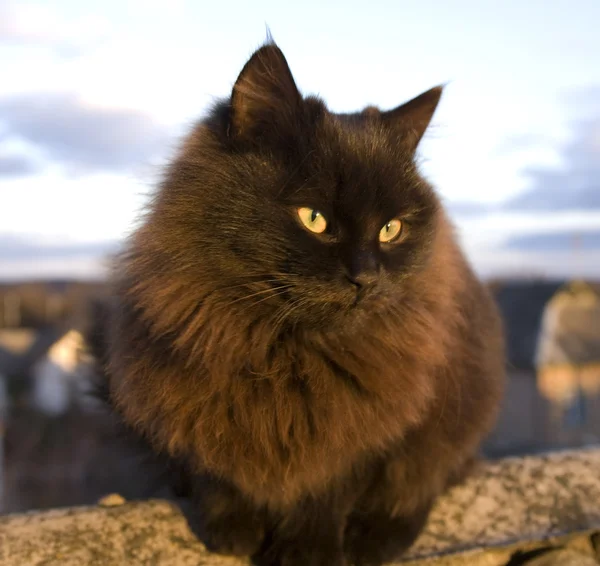 Eine schwarze Hausdame-Katze — Stockfoto