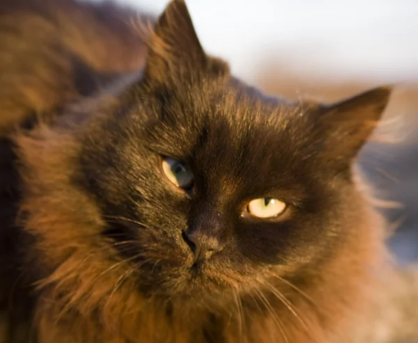 A black home lady-cat