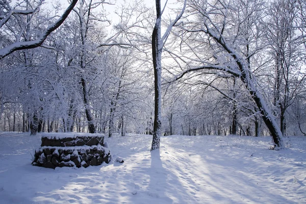 En parkvei er blant trær og snø . – stockfoto