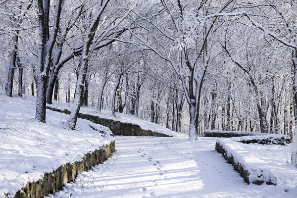 stock image A park road is among trees and snow.